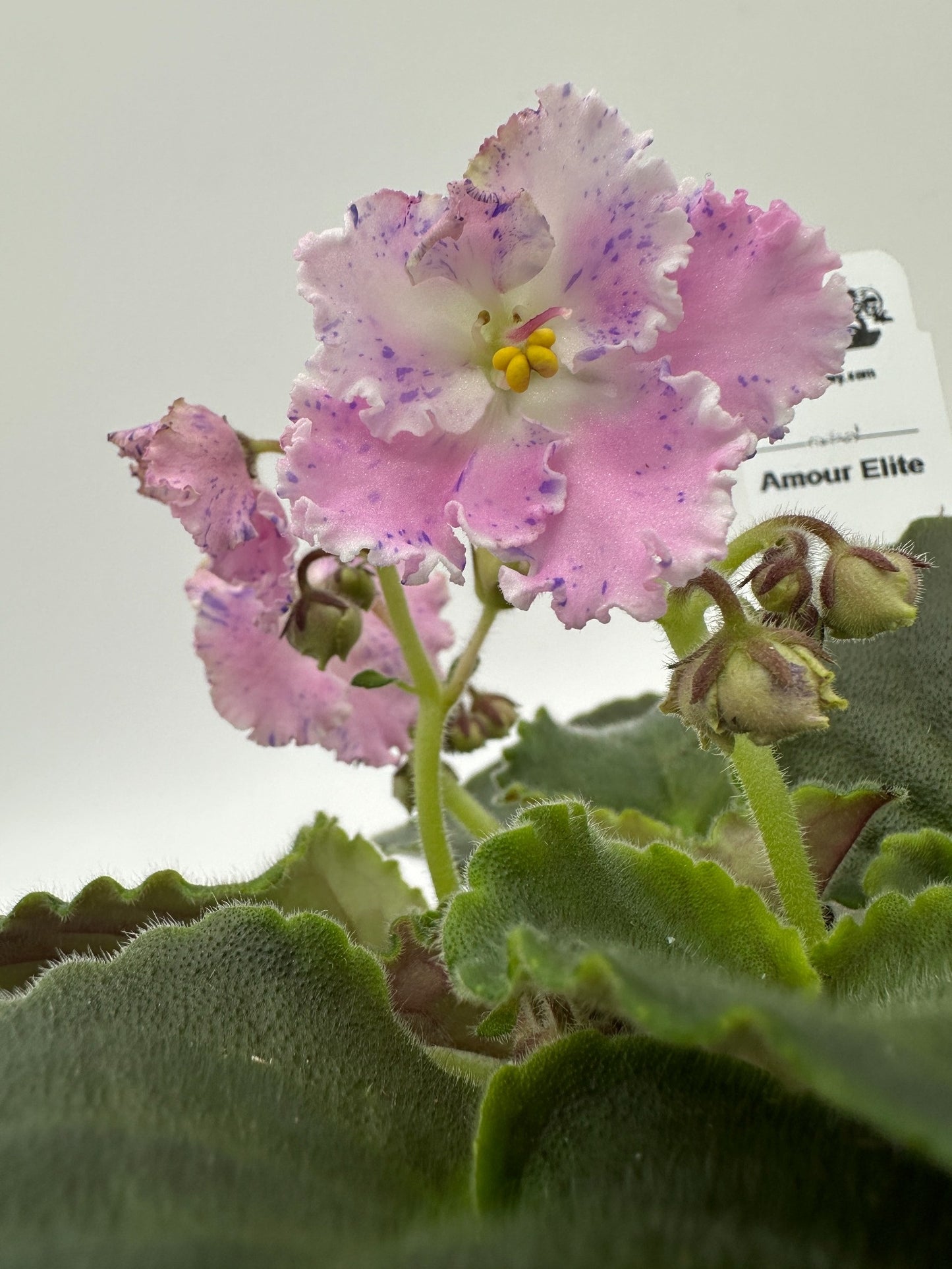 Amour Elite - Live African Violet 4"