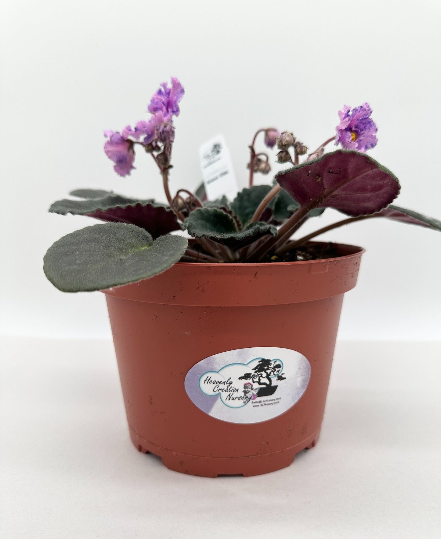 Amour Elite - Live African Violet 6"