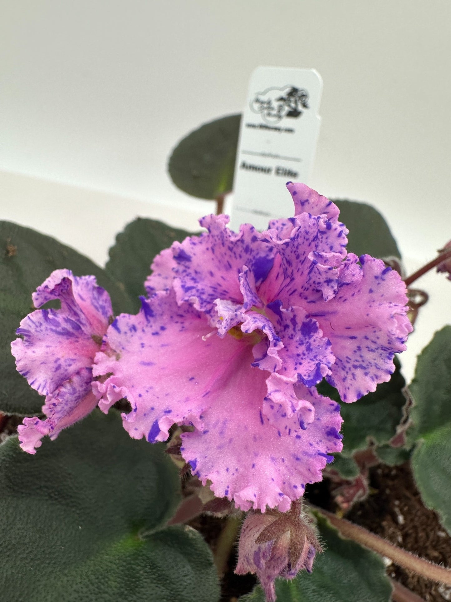 Amour Elite - Live African Violet 6"