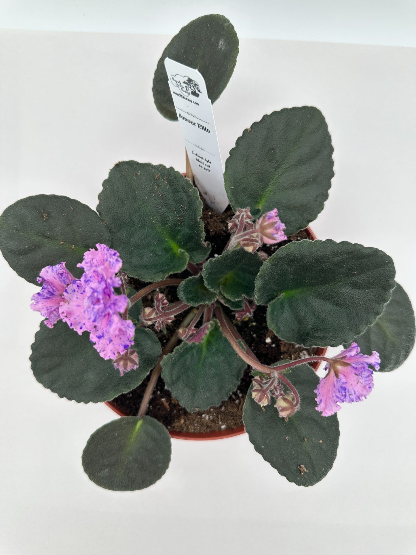 Amour Elite - Live African Violet 6"