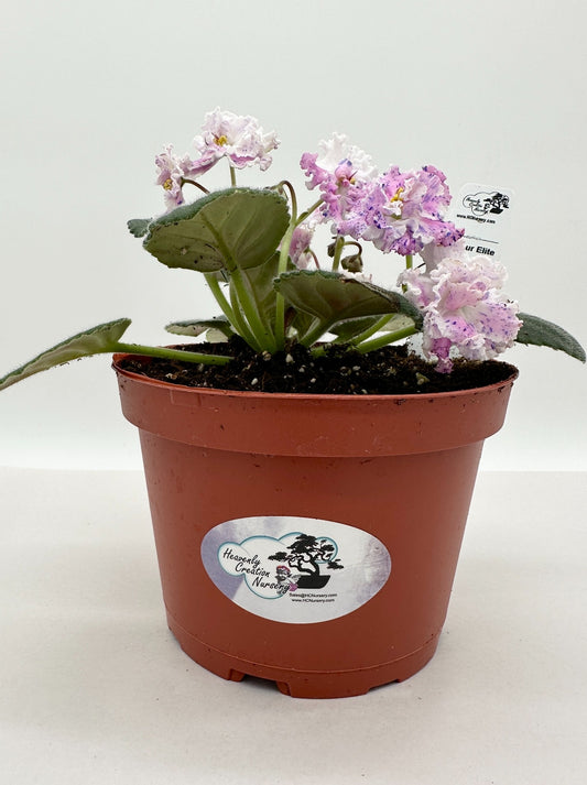 Amour Elite / White Hybrid - Live African Violet 6"