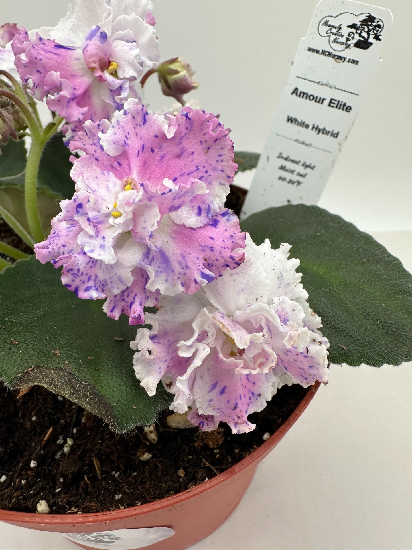 Amour Elite / White Hybrid - Live African Violet 6"