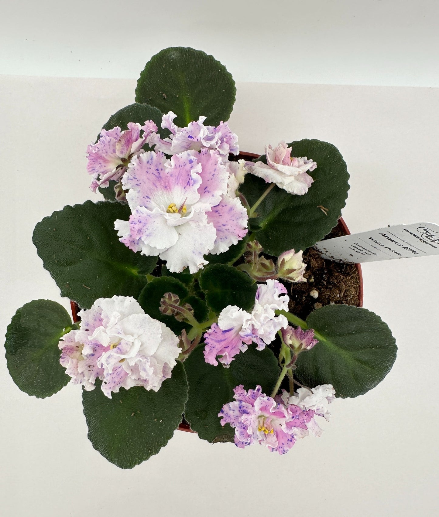 Amour Elite / White Hybrid - Live African Violet 6"