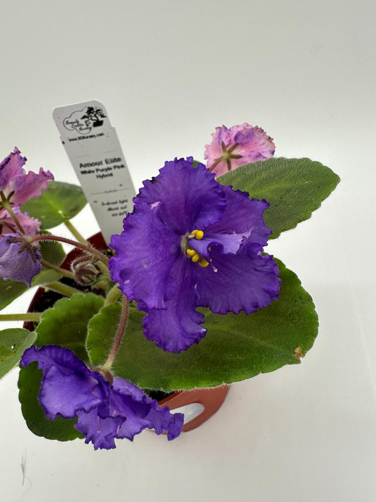Amour Elite - White/Purple/Pink Hybrid - Live African Violet 4"