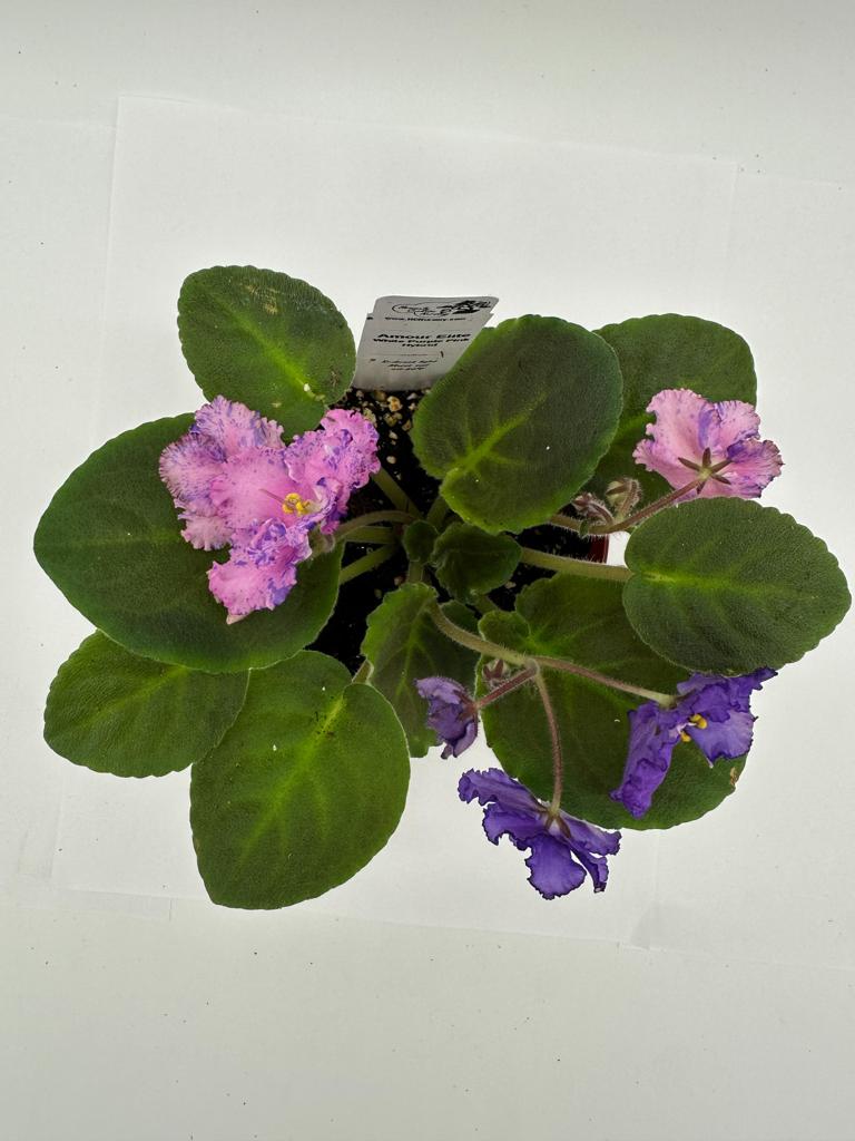 Amour Elite - White/Purple/Pink Hybrid - Live African Violet 4"