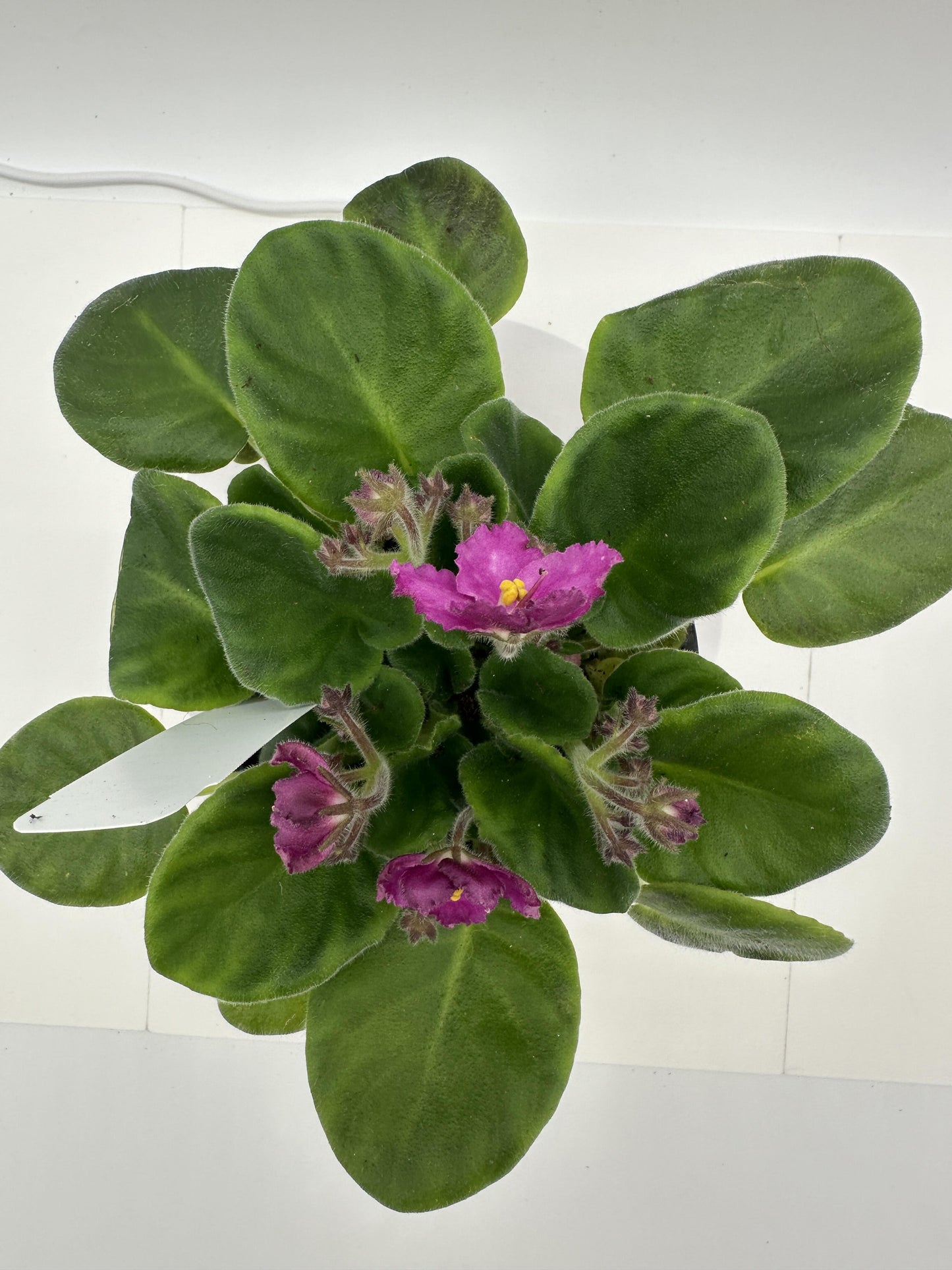 Andrea - Hot Pink Hybrid - Live African Violet 4" - Series: Rhapsodie