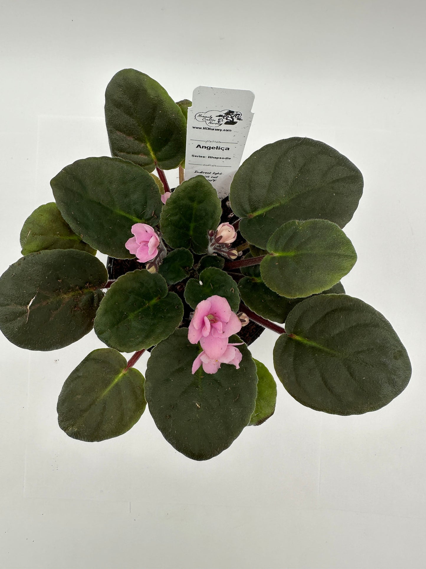 Angelica - Live African Violet 4" - Series: Rhapsodie