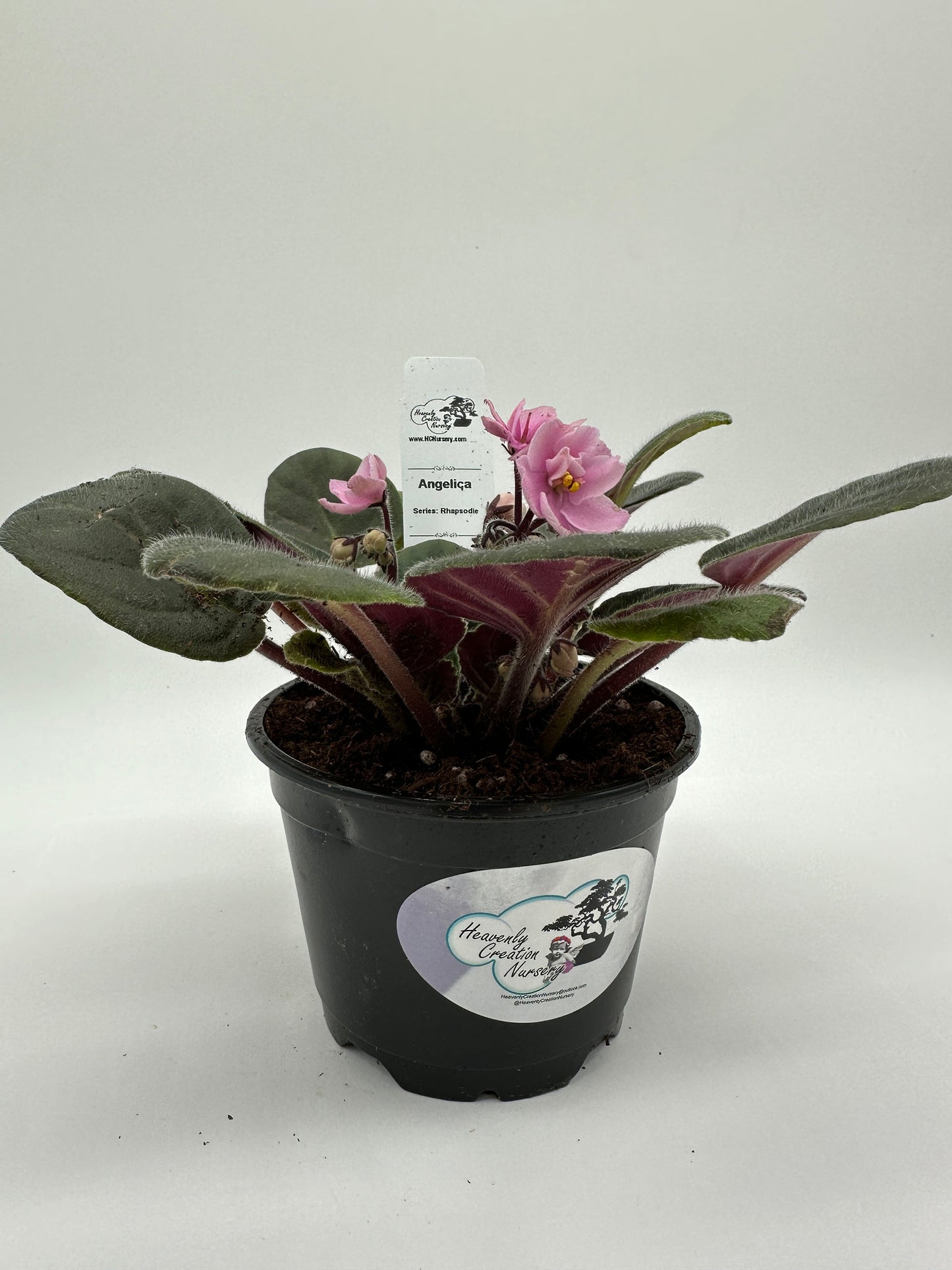 Angelica - Live African Violet 4" - Series: Rhapsodie