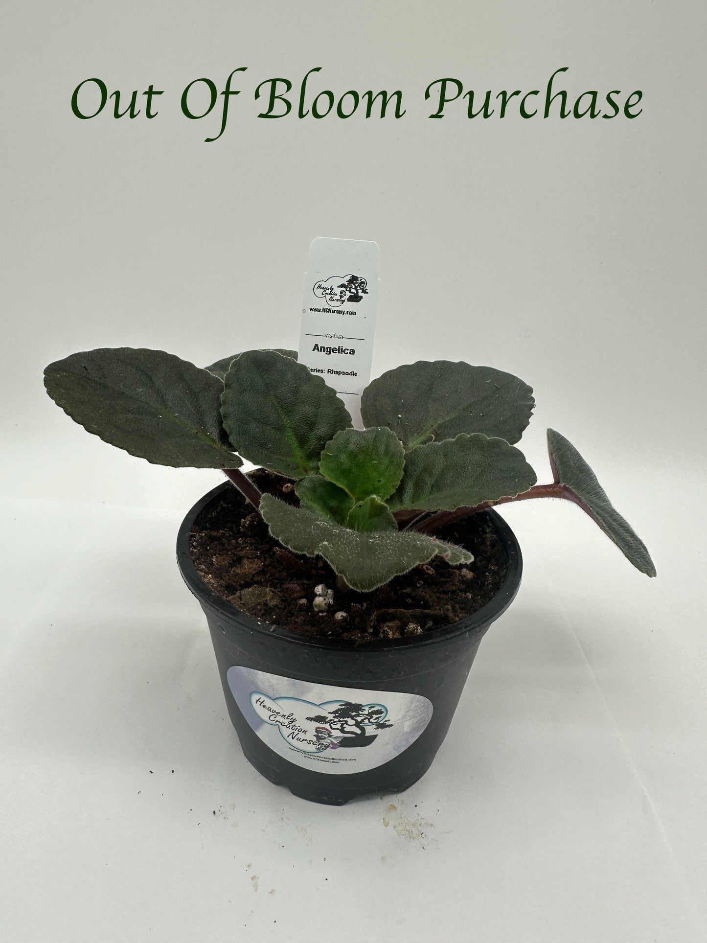 Angelica - Live African Violet 4" - Series: Rhapsodie