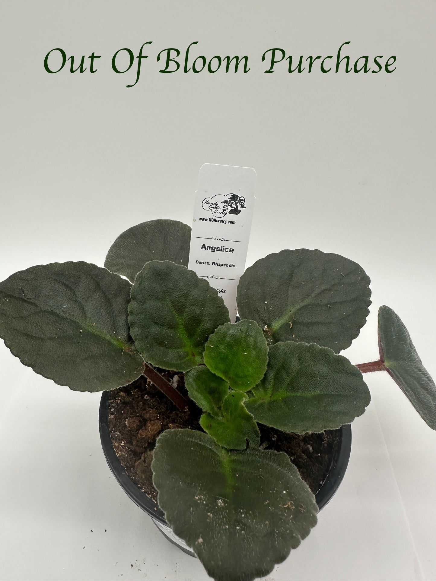 Angelica - Live African Violet 4" - Series: Rhapsodie