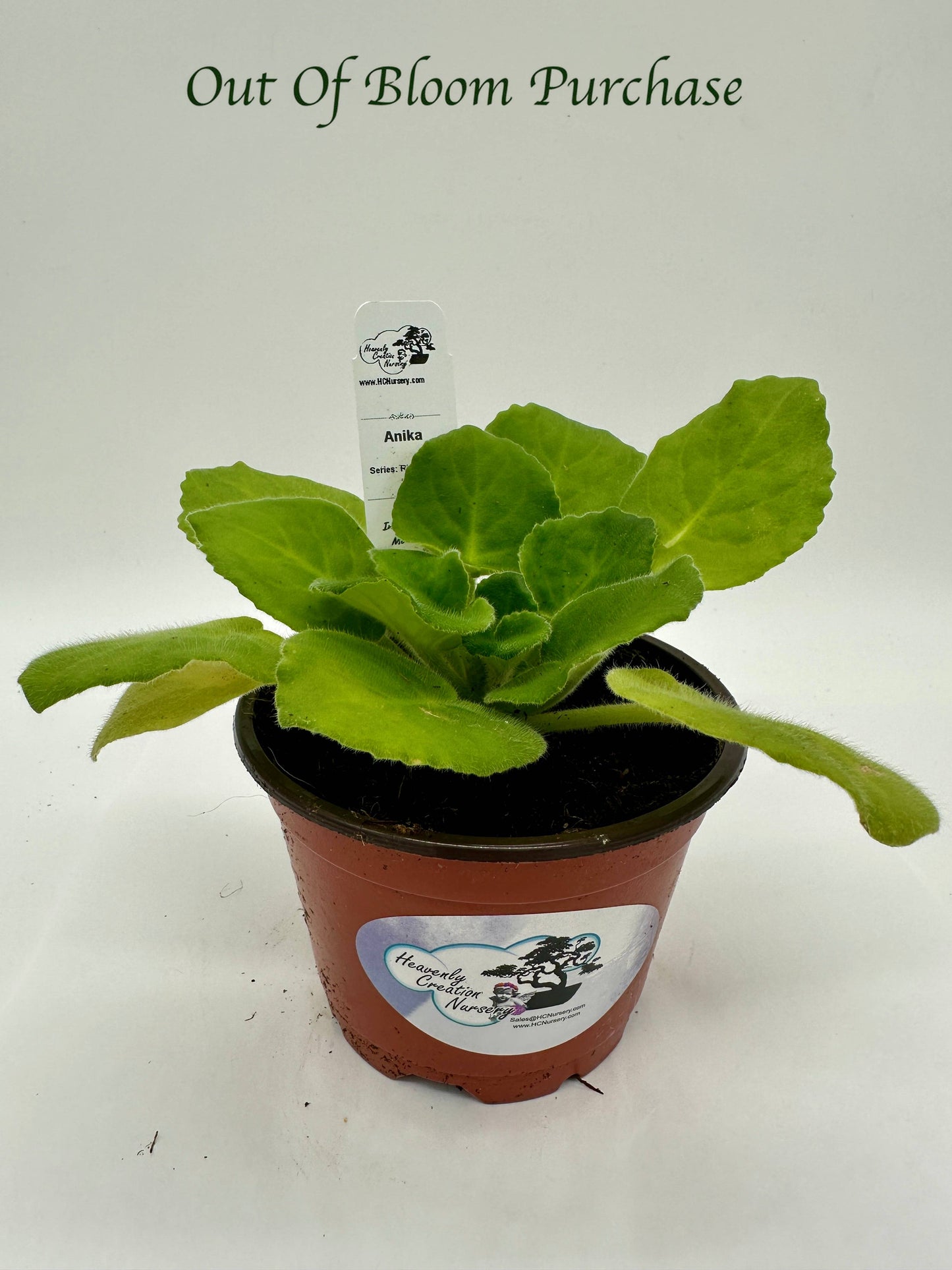 Anika - Live African Violet 4" - Series: Rhapsodie