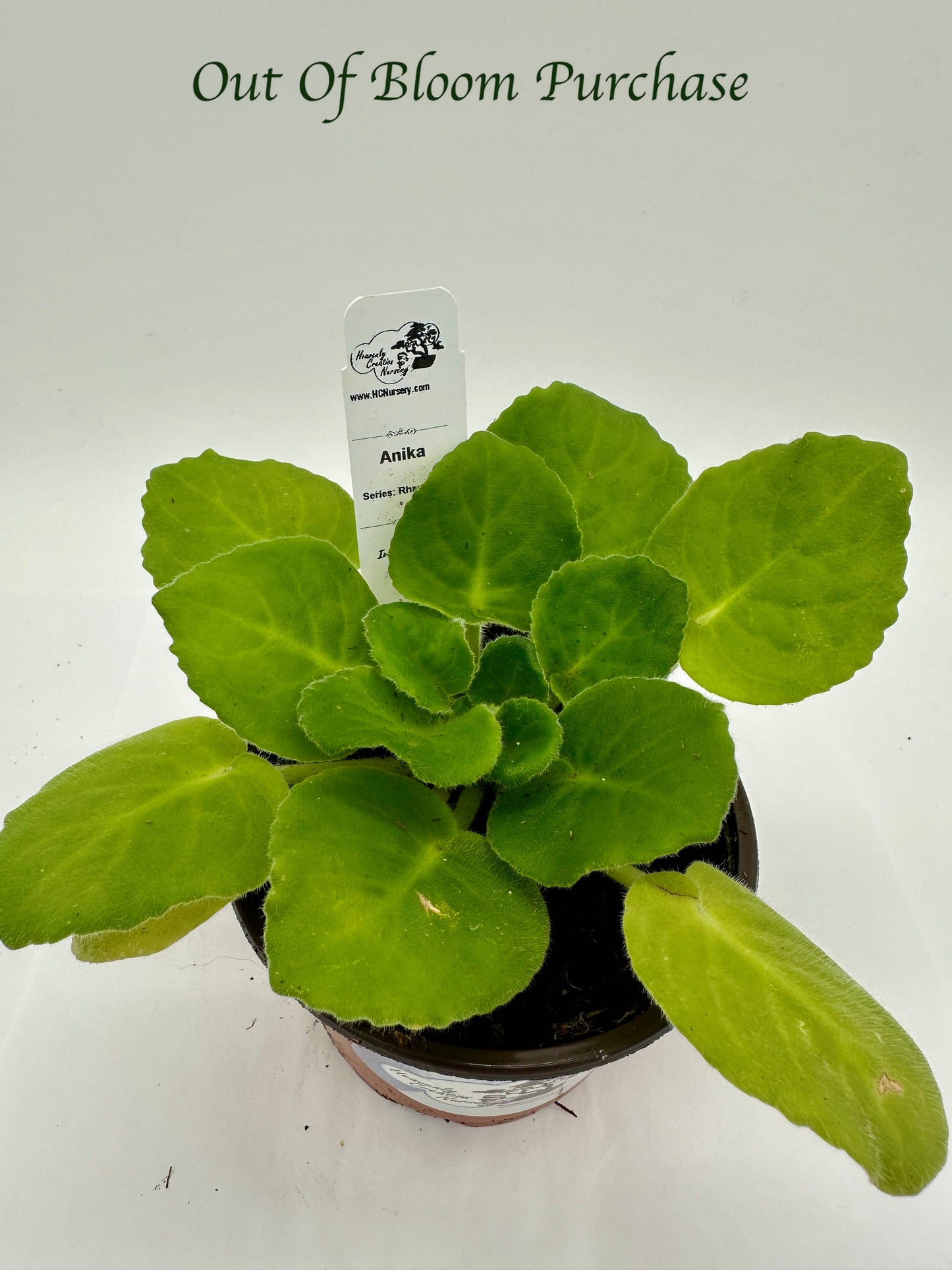 Anika - Dk Pink Hybrid - Live African Violet 4" - Series: Rhapsodie