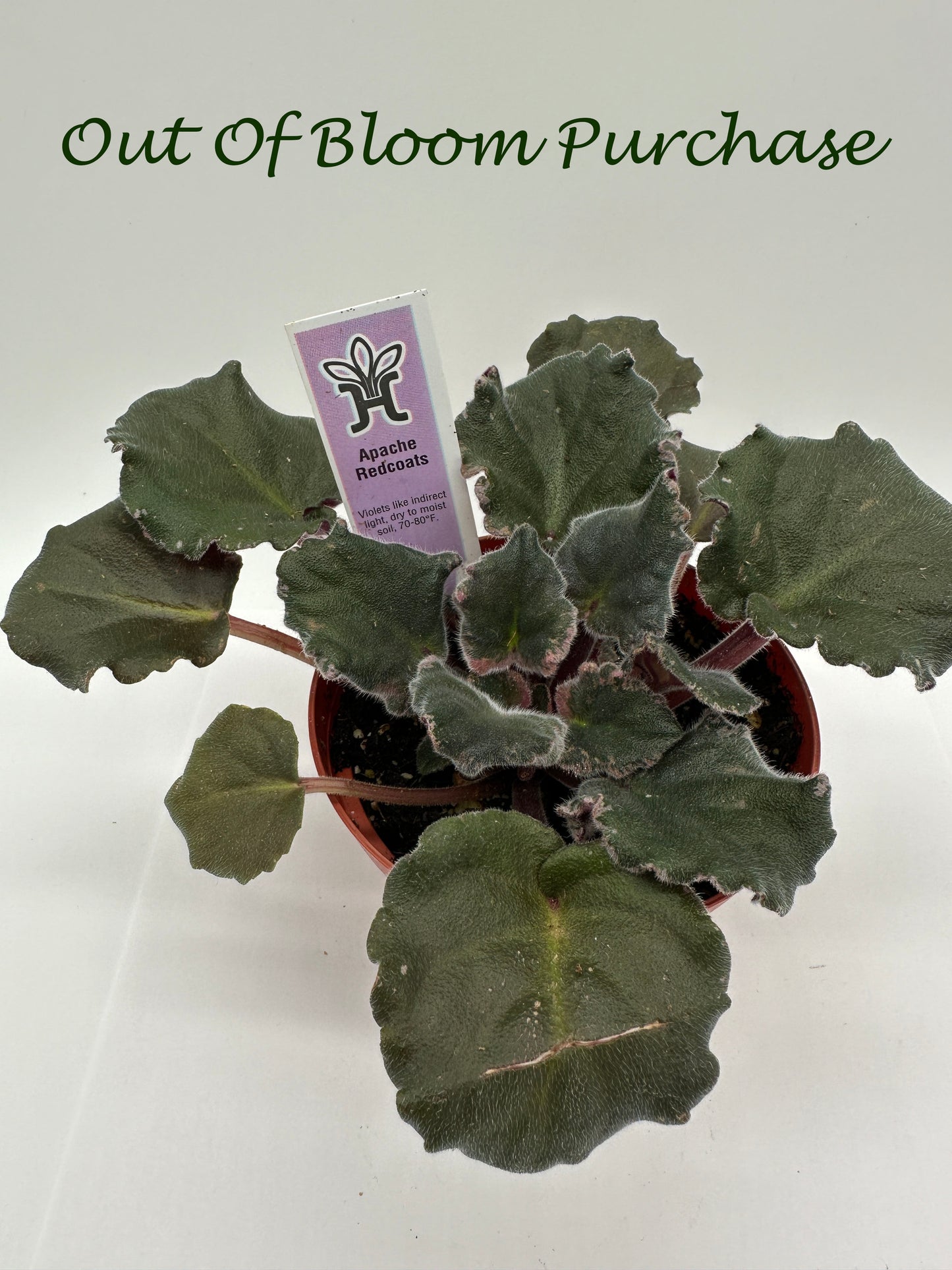 Apache Redcoats - Live African Violet 4"