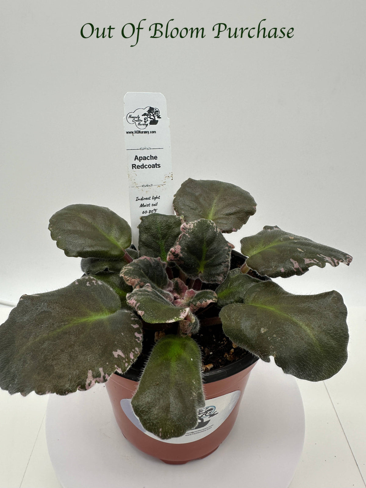 Apache Redcoats - Live African Violet 4"