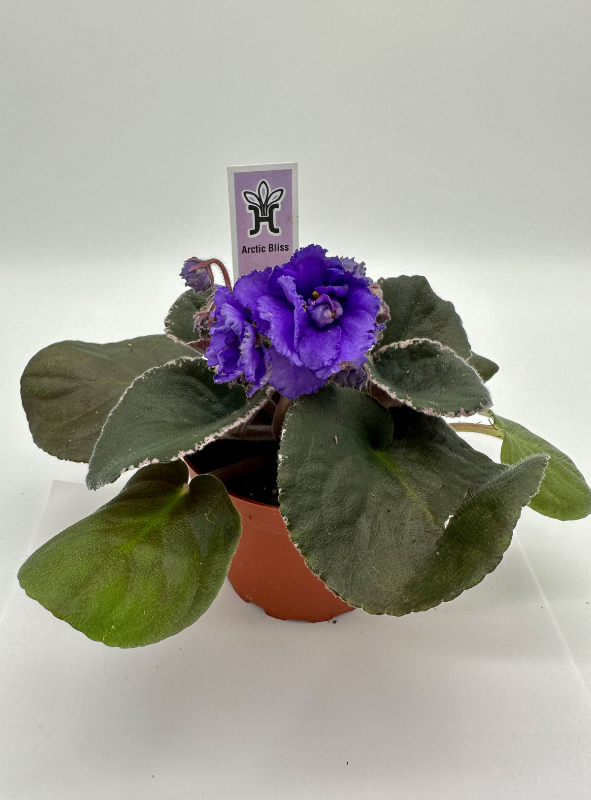 Arctic Bliss - Live African Violet 4"