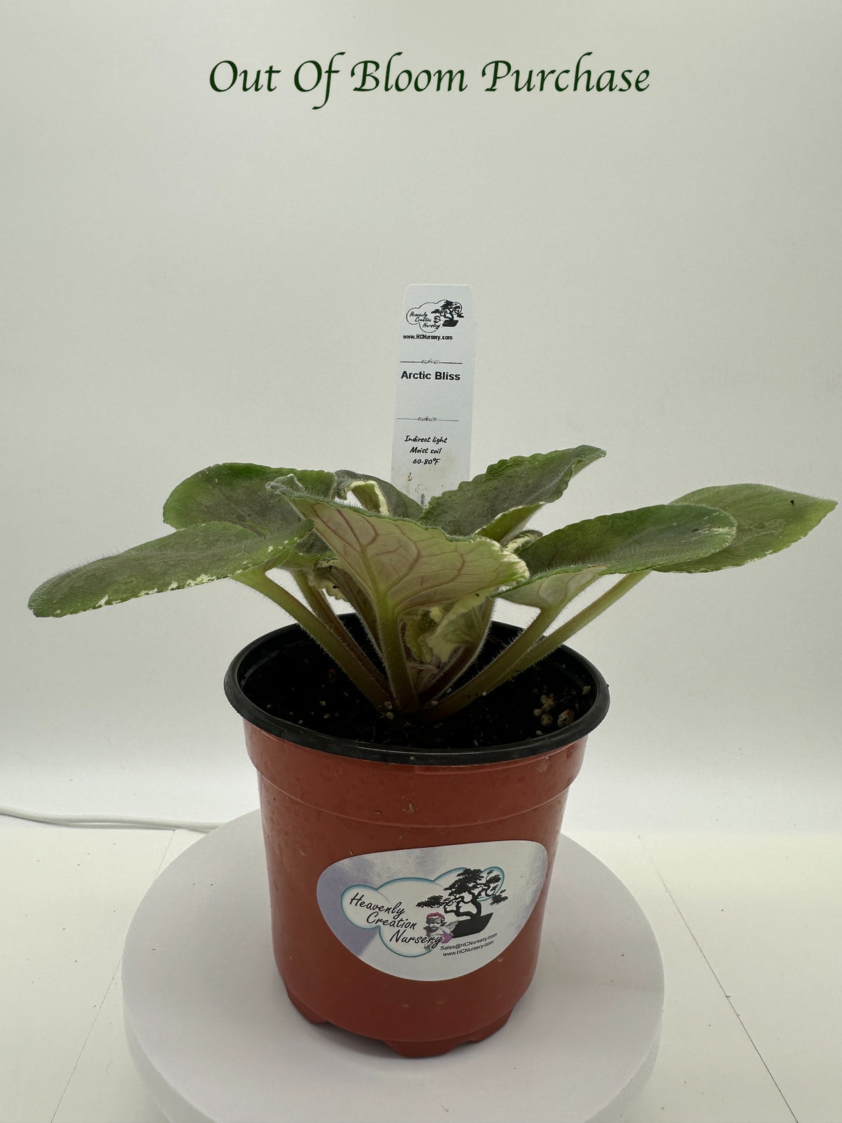Arctic Bliss - Live African Violet 4"