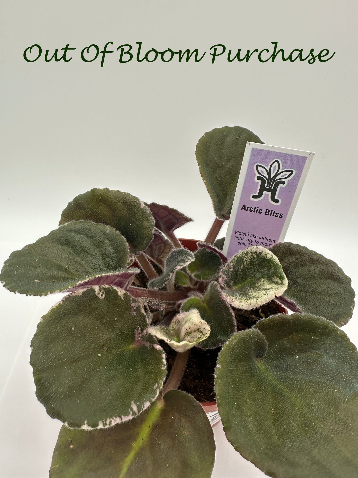 Arctic Bliss - Live African Violet 4"