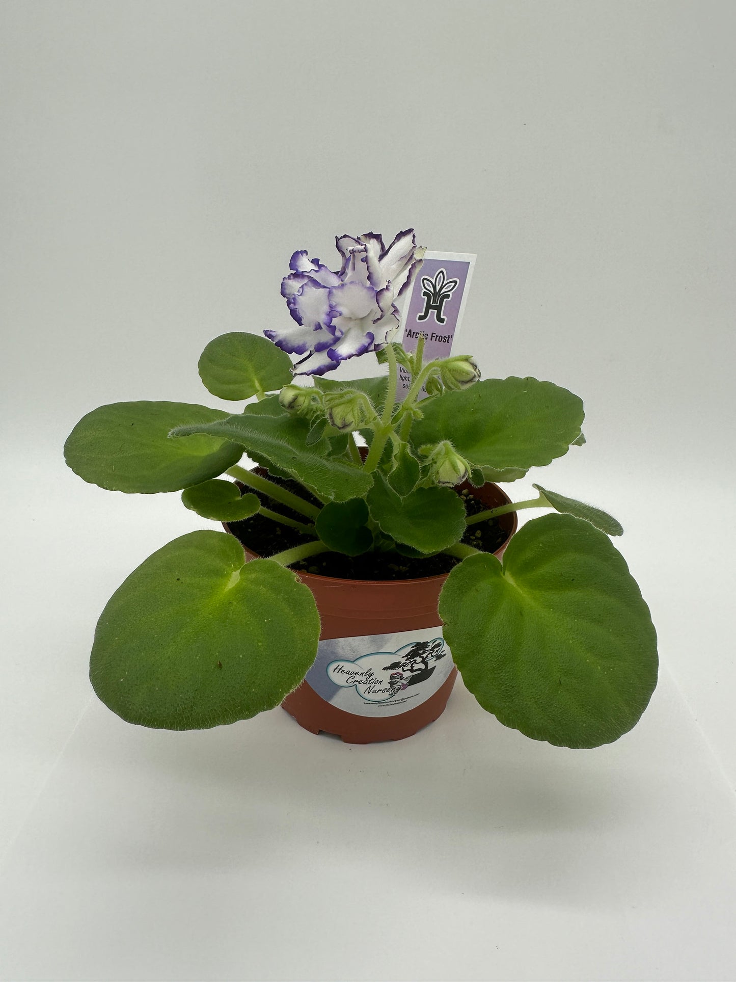 Arctic Frost - Live African Violet 4"