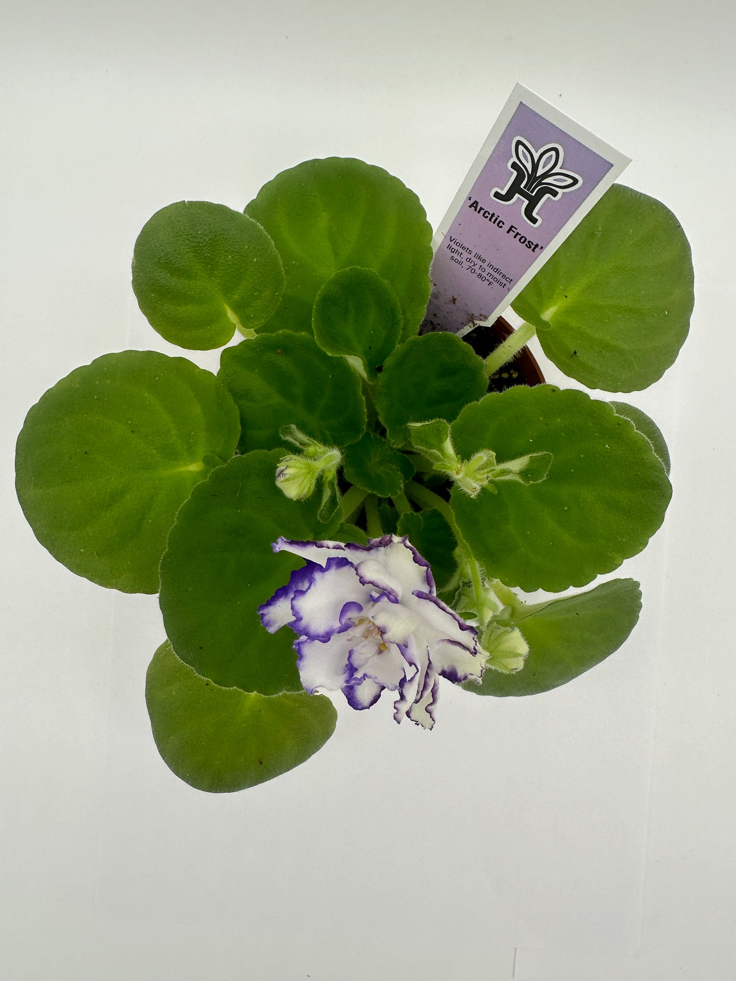 Arctic Frost - Live African Violet 4"