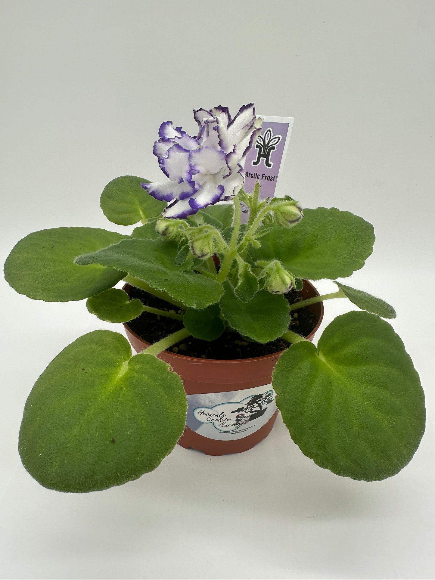 Arctic Frost - Live African Violet 4"