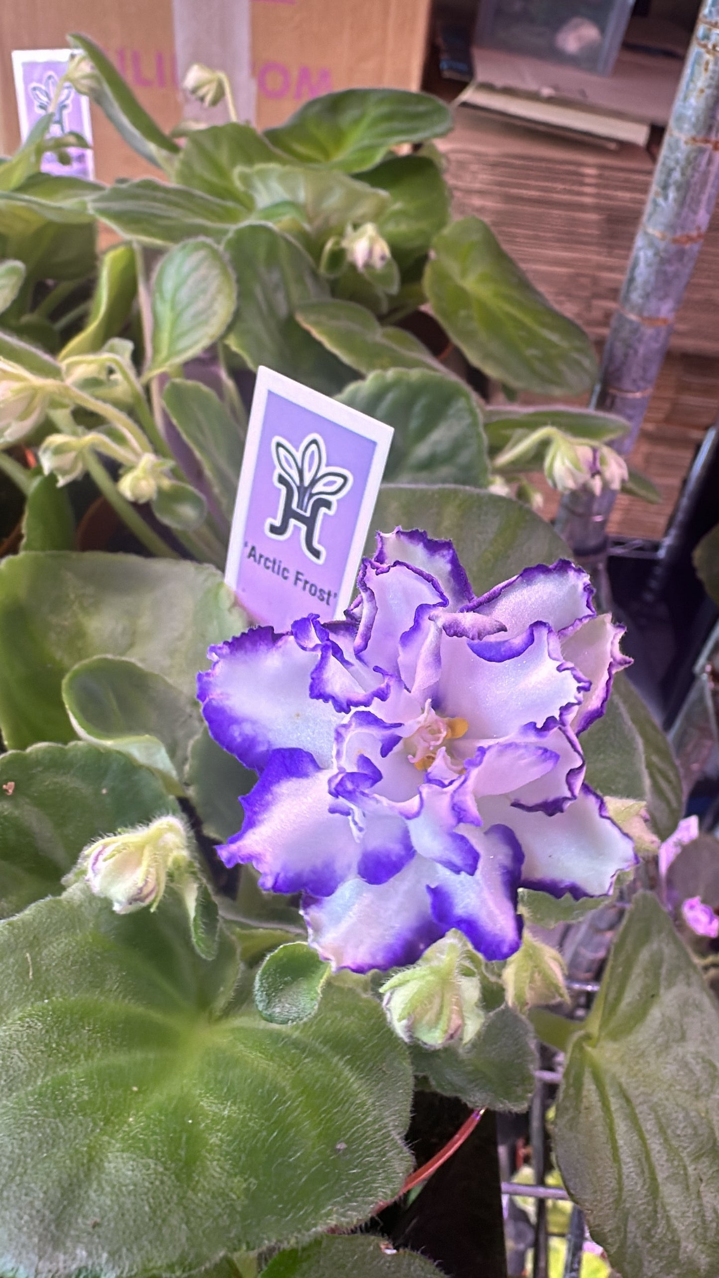 Arctic Frost - Live African Violet 4"