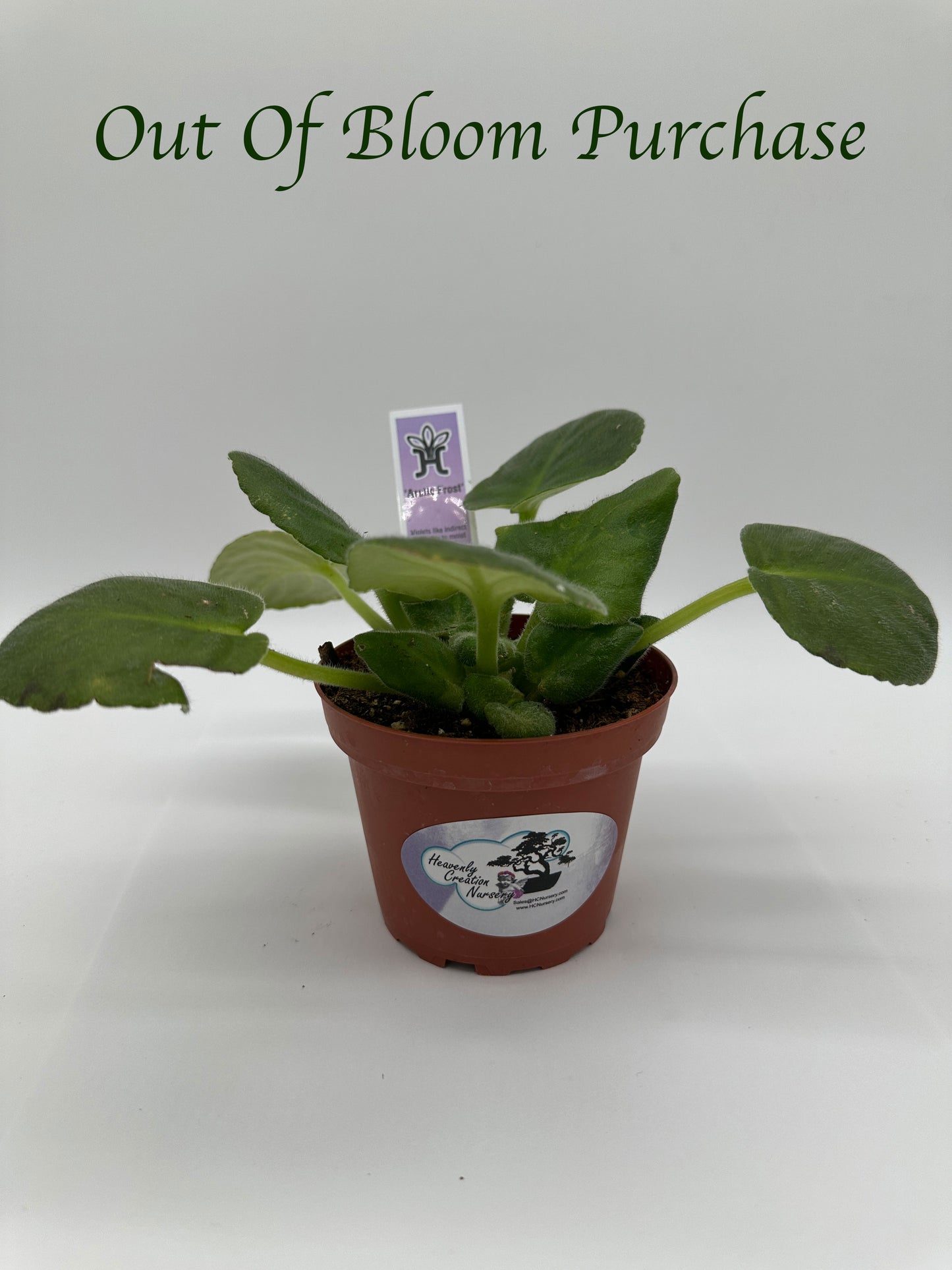 Arctic Frost - Live African Violet 4"