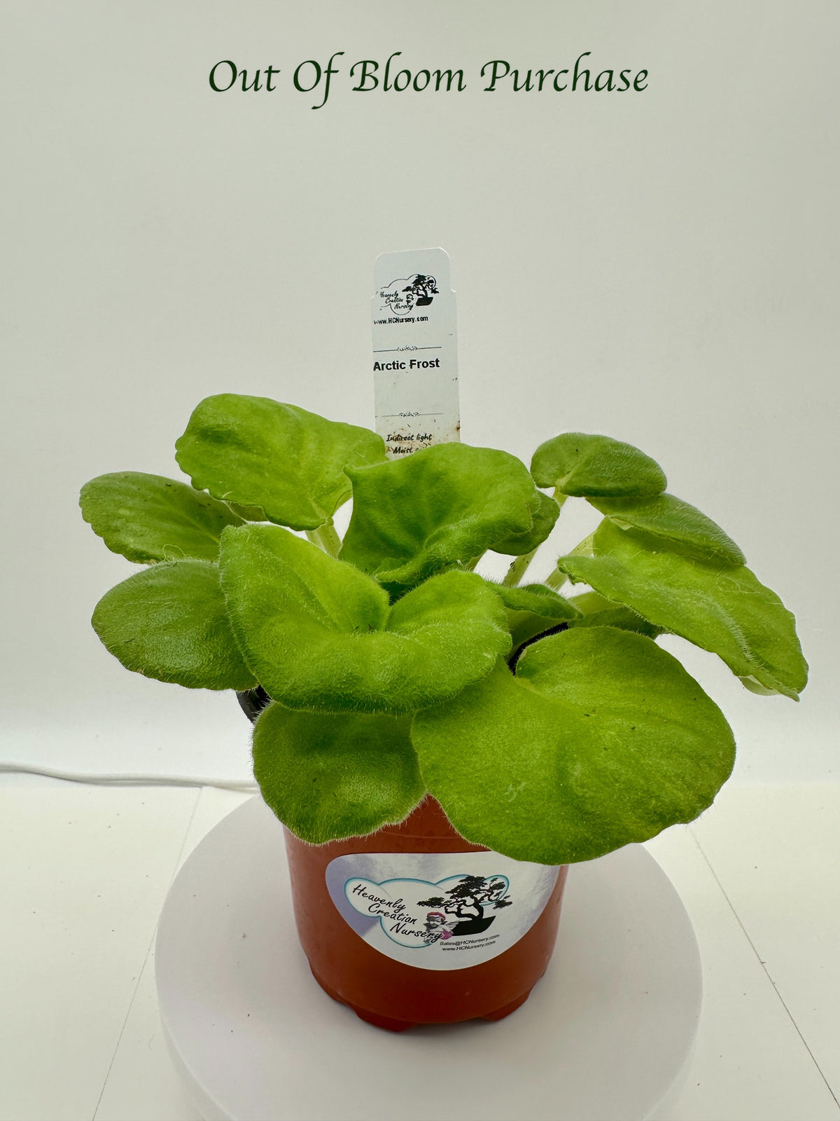 Arctic Frost - Live African Violet 4"