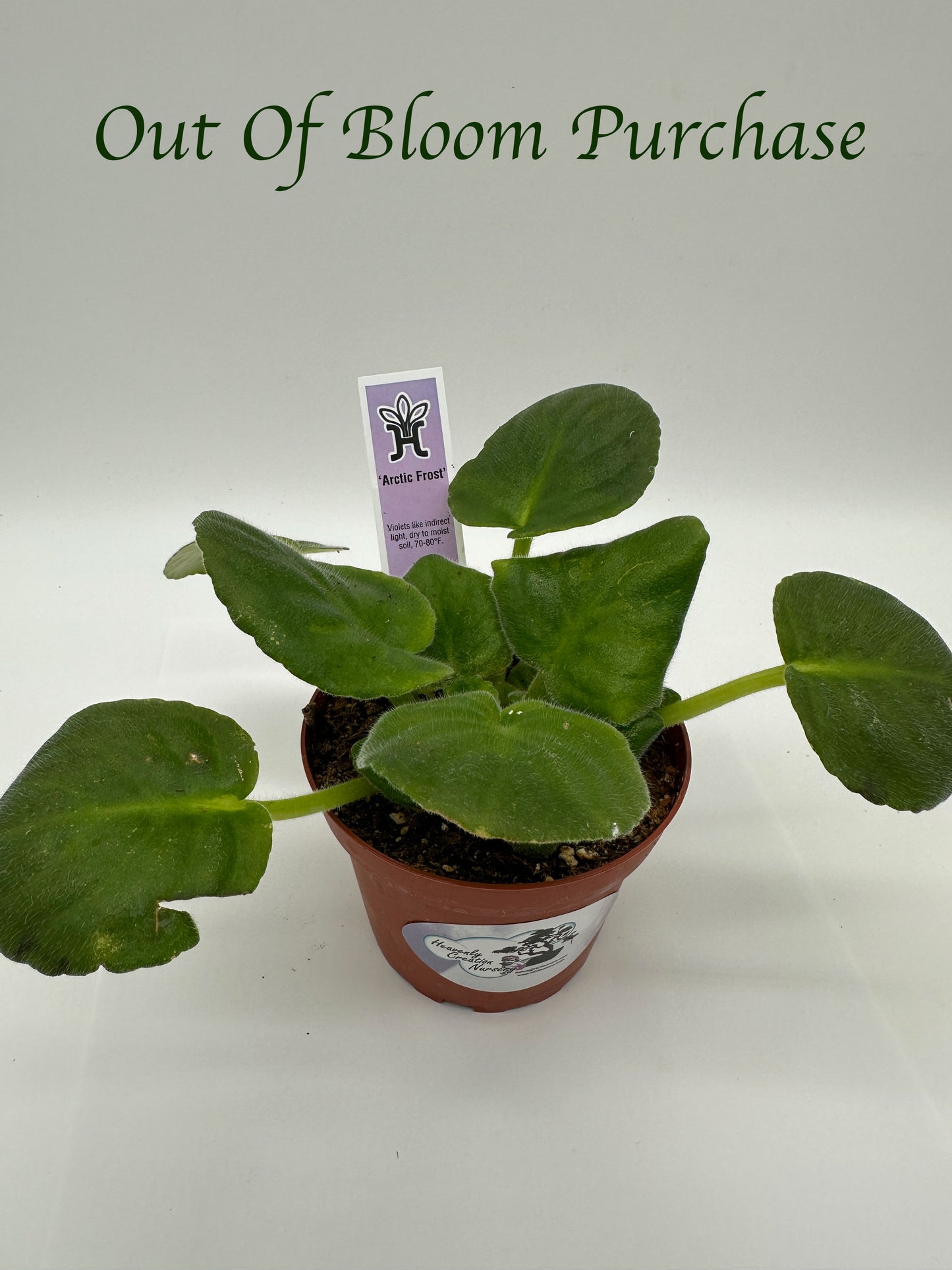 Arctic Frost - Live African Violet 4"