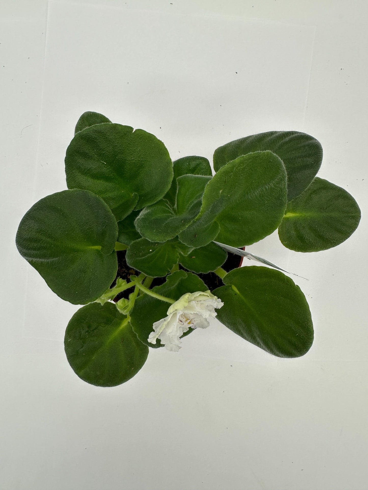 Arctic Frost - White Hybrid - Live African Violet 4"