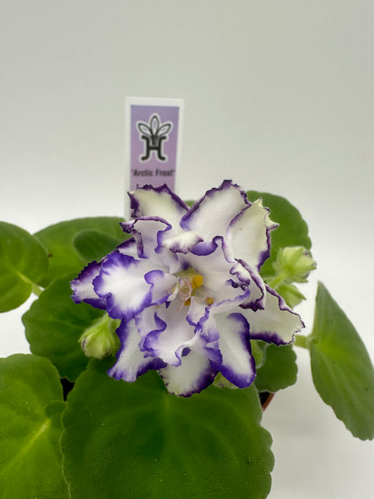 Arctic Frost - Live African Violet 4"