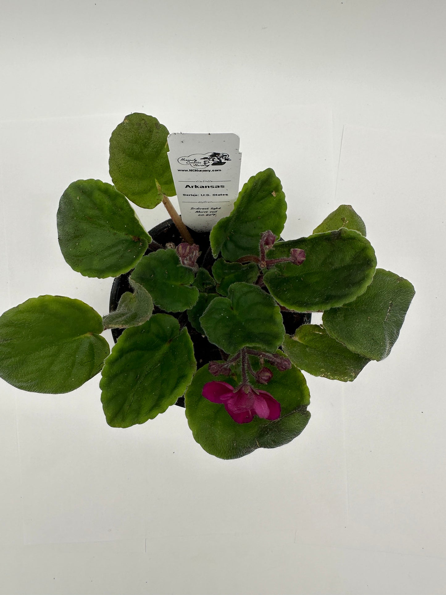 Arkansas - Live African Violet 4" - Series: U.S. States