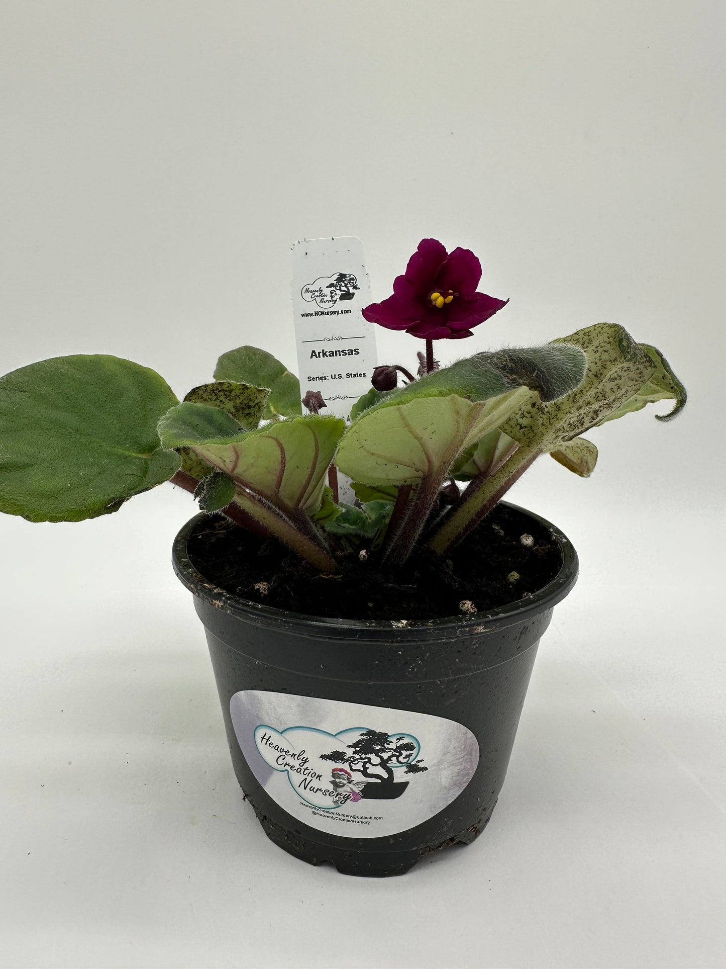 Arkansas - Live African Violet 4" - Series: U.S. States