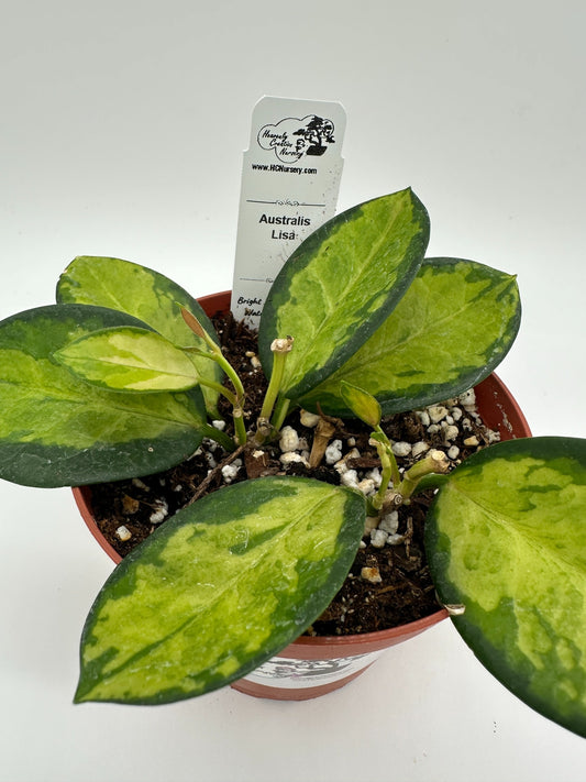 Australis Lisa - Live Hoya 4"