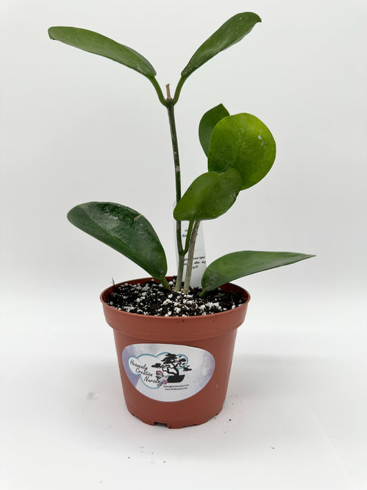 Australis - Live Hoya 4"