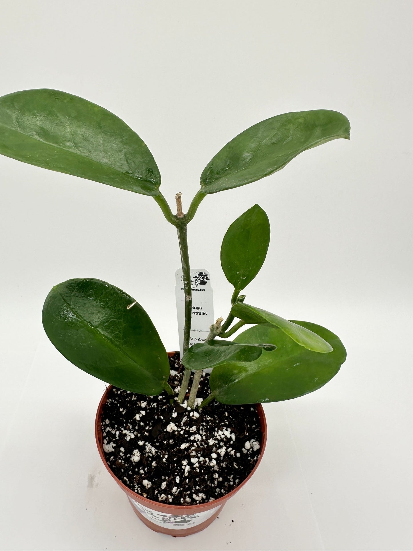 Australis - Live Hoya 4"