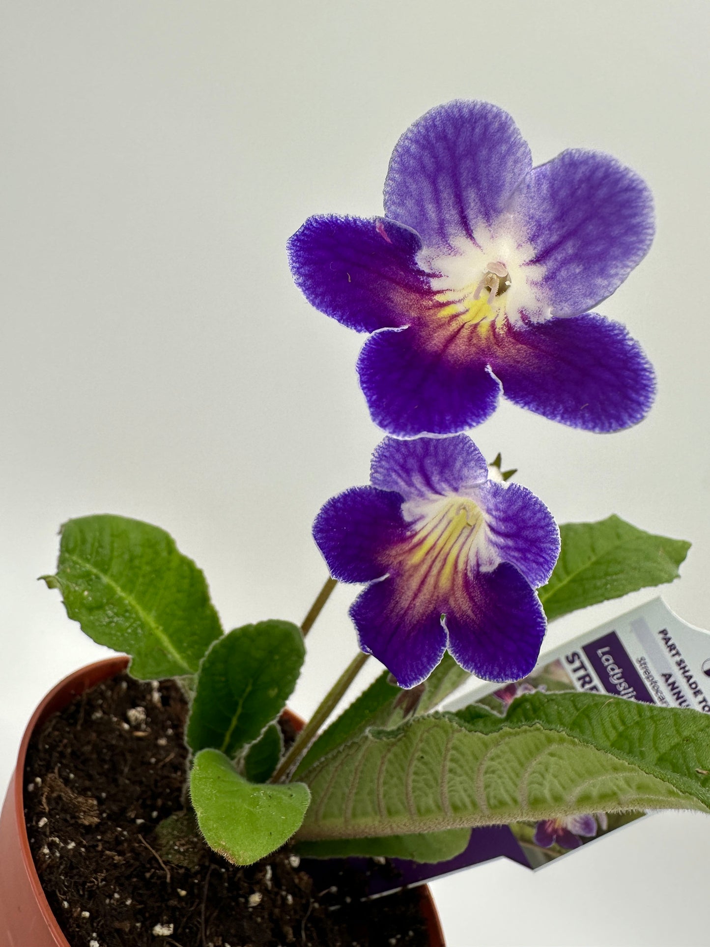 Azure Streptocarpus Ladyslipper (Cape Primrose) Live Plant in 4" nursery pot