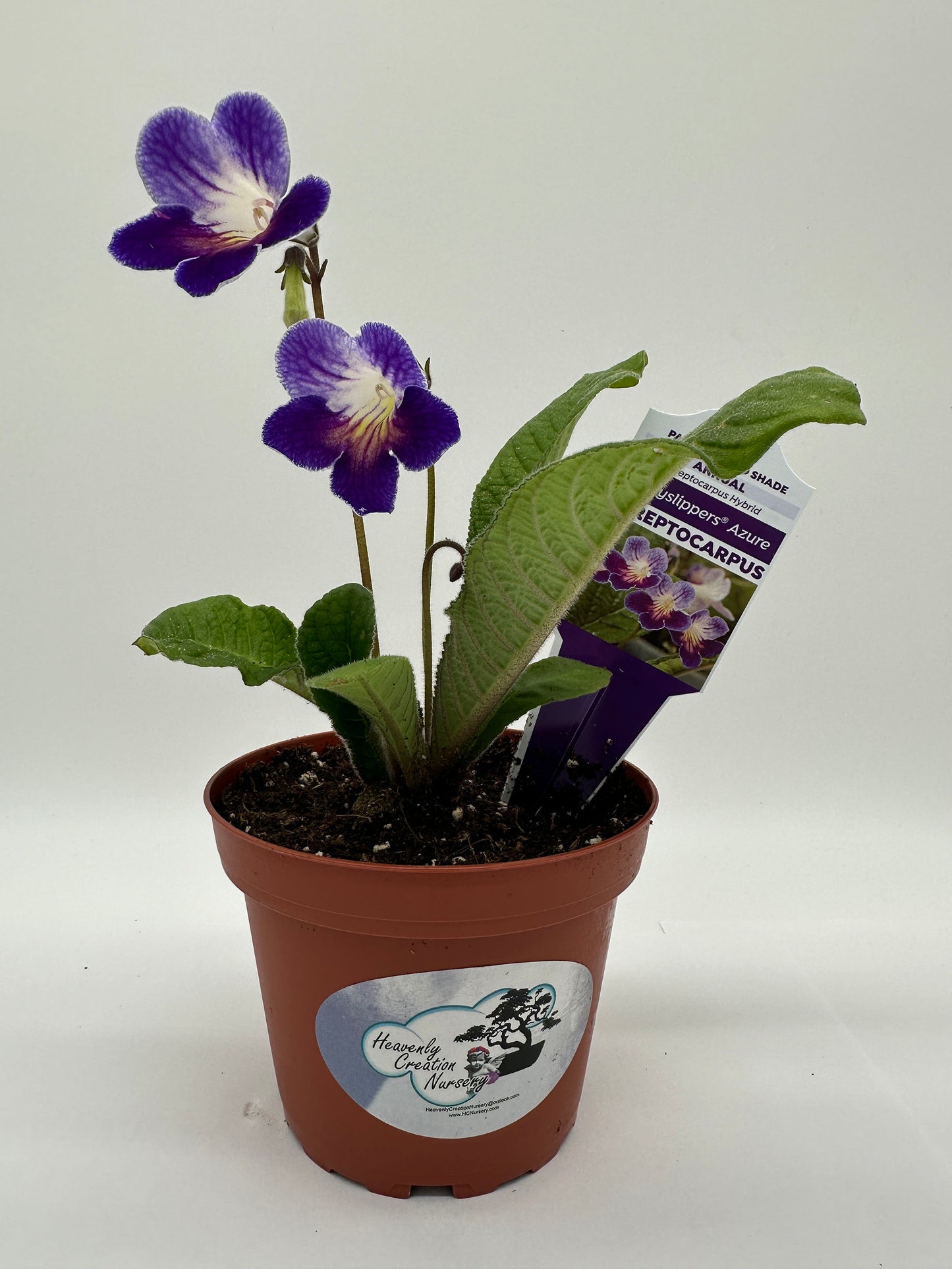 Azure Streptocarpus Ladyslipper (Cape Primrose) Live Plant in 4" nursery pot