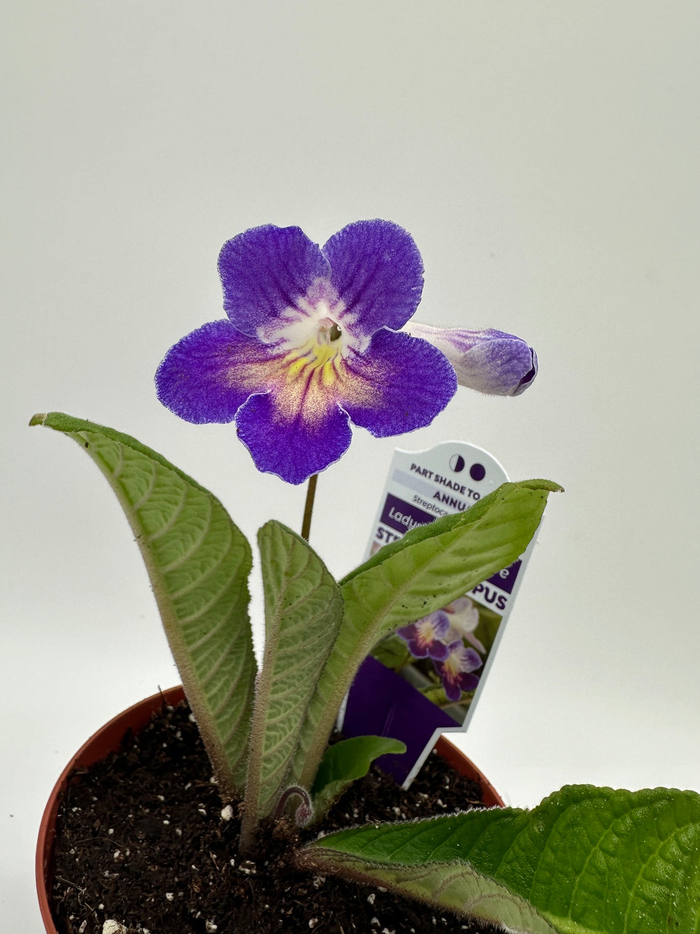 Azure Streptocarpus Ladyslipper (Cape Primrose) Live Plant in 4" nursery pot