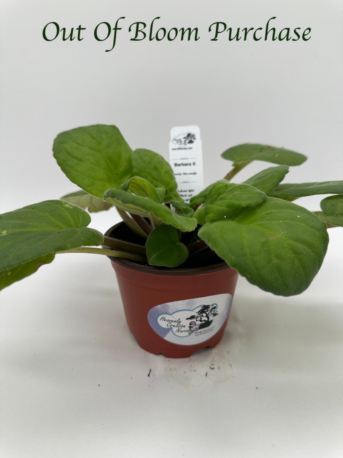 Barbara II - Live African Violet 4" - Series: Rhapsodie
