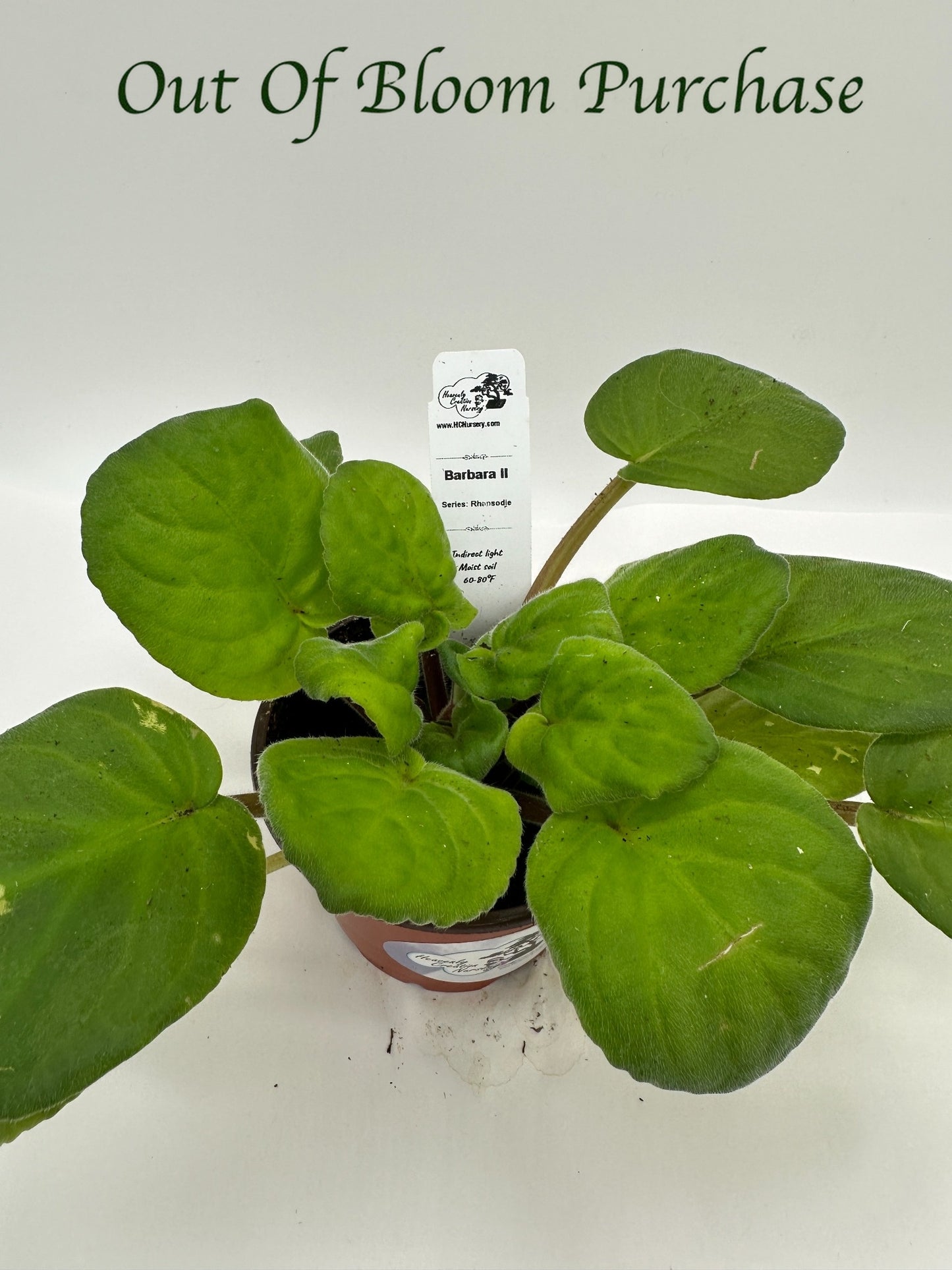 Barbara II - Live African Violet 4" - Series: Rhapsodie