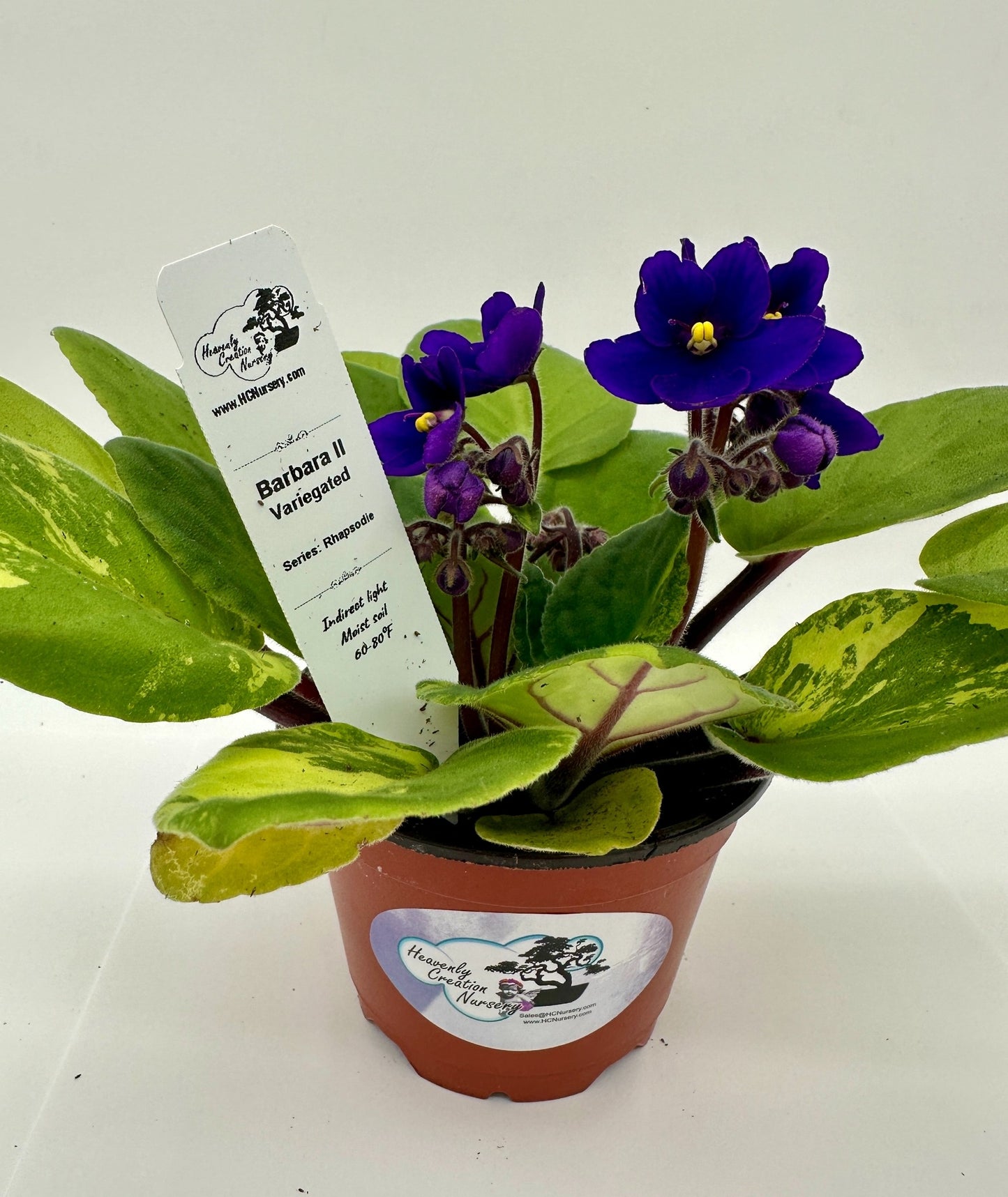 Barbara II - Variegated (Rare) - Live African Violet 4" - Series: Rhapsodie