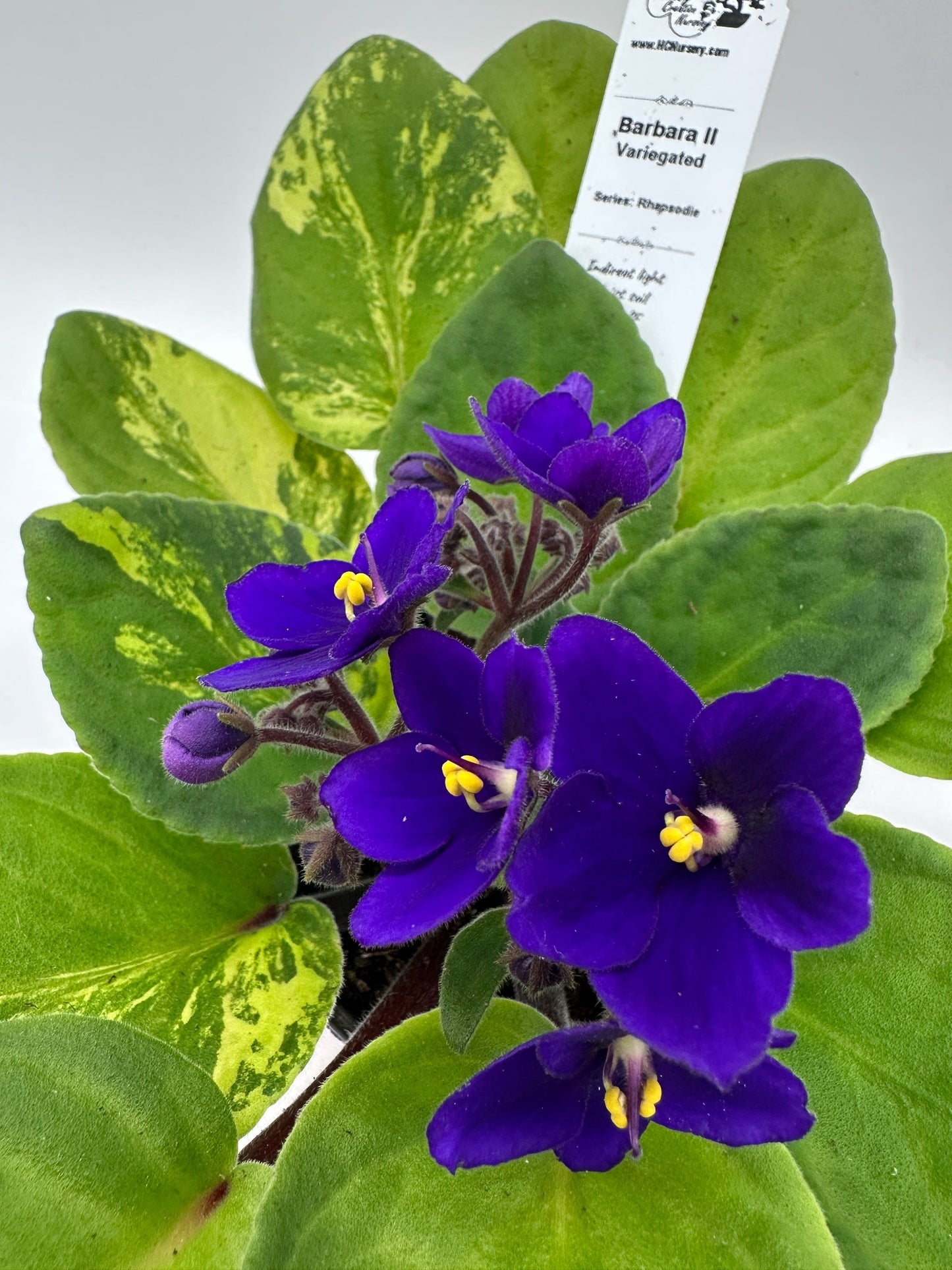 Barbara II - Variegated (Rare) - Live African Violet 4" - Series: Rhapsodie