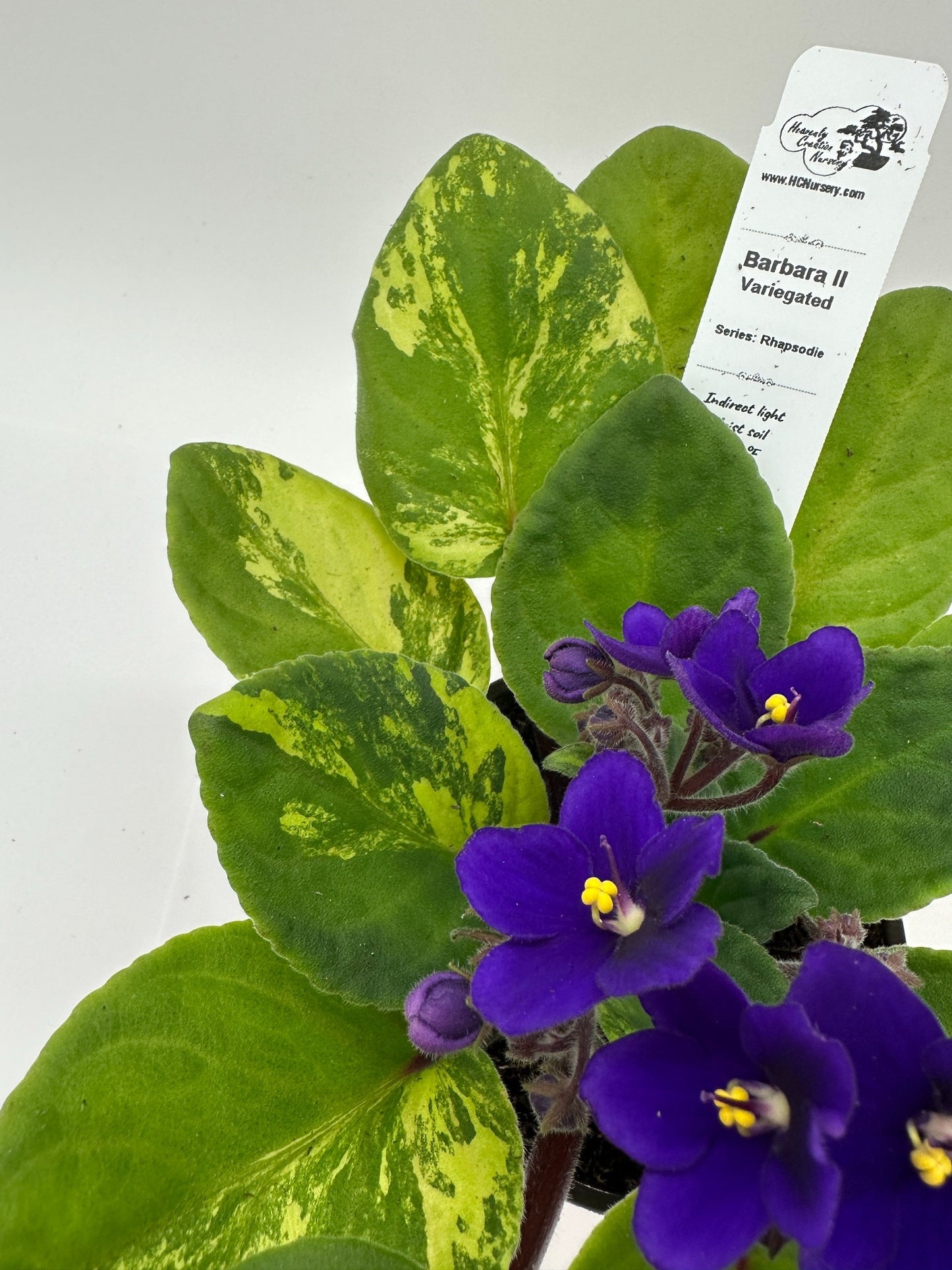 Barbara II - Variegated (Rare) - Live African Violet 4" - Series: Rhapsodie
