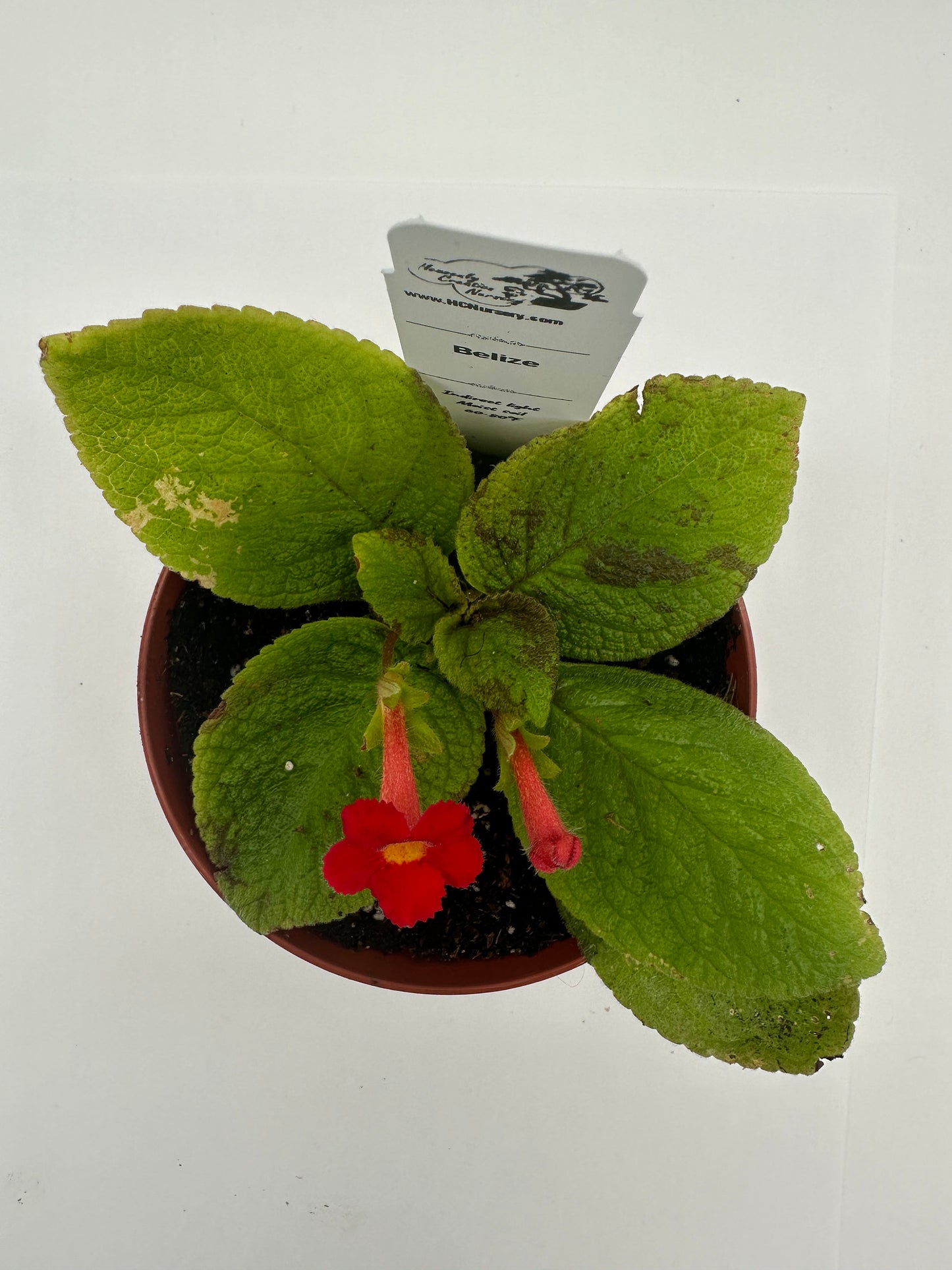 Belize - Live Episcia 4"