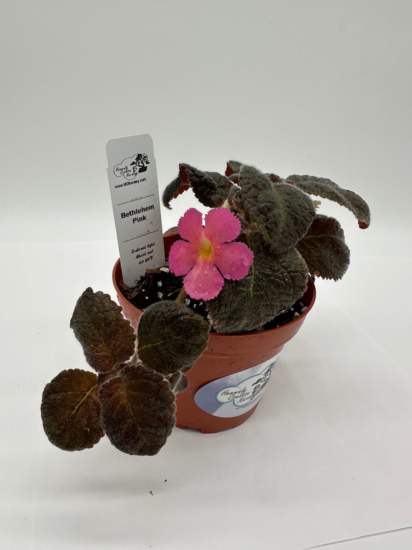Bethlehem Pink - Live Episcia 4"