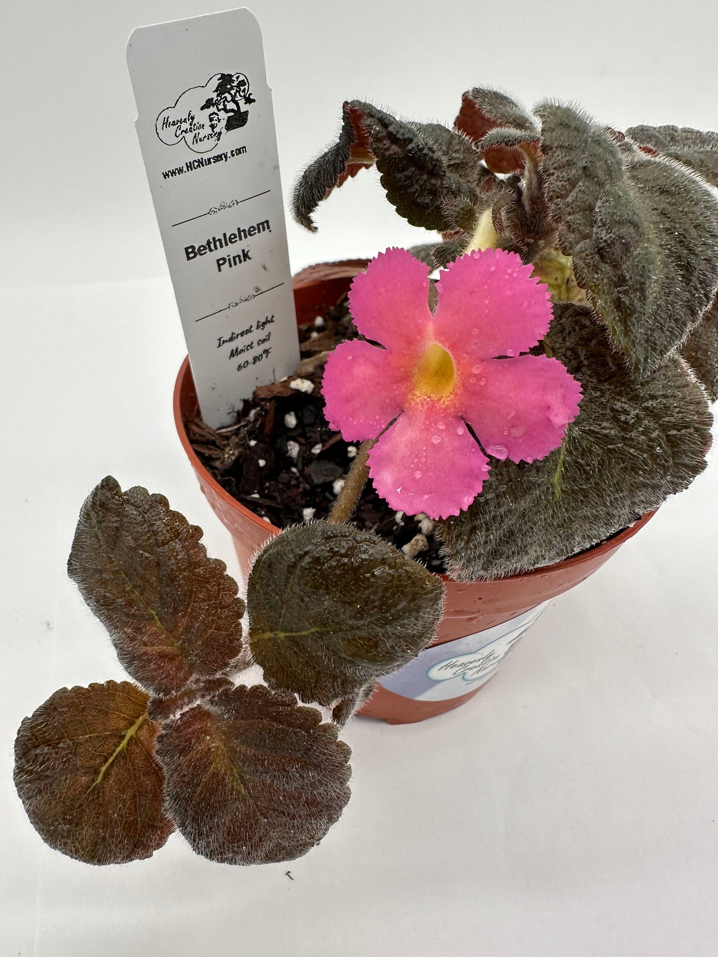 Bethlehem Pink - Live Episcia 4"