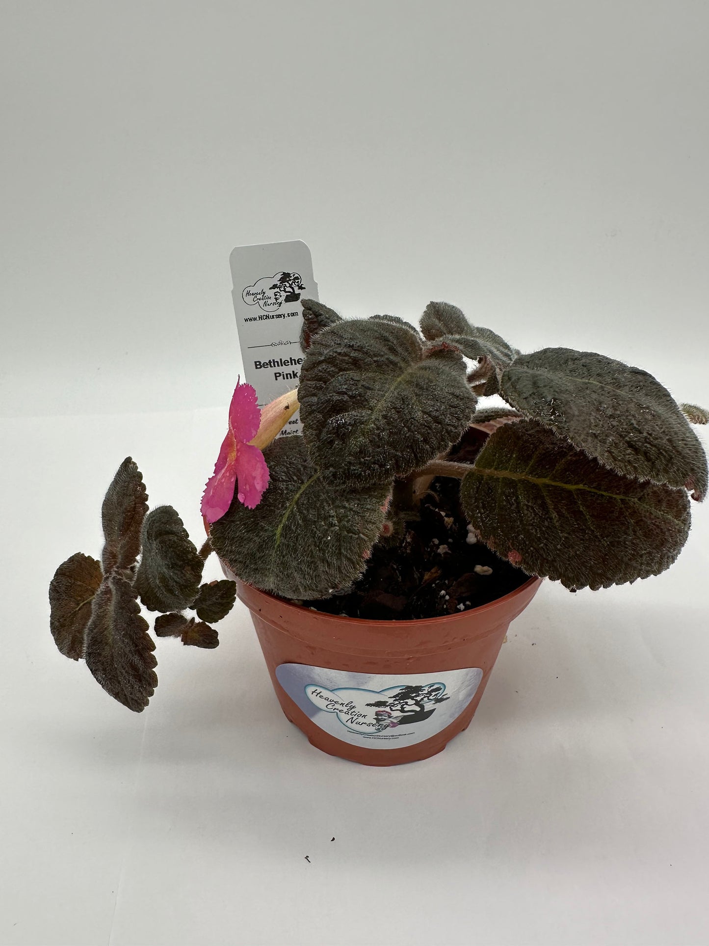 Bethlehem Pink - Live Episcia 4"