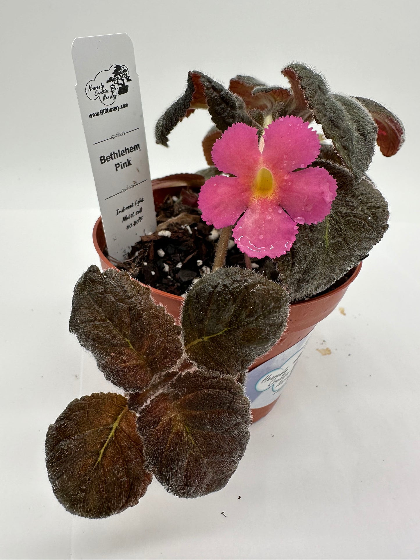 Bethlehem Pink - Live Episcia 4"