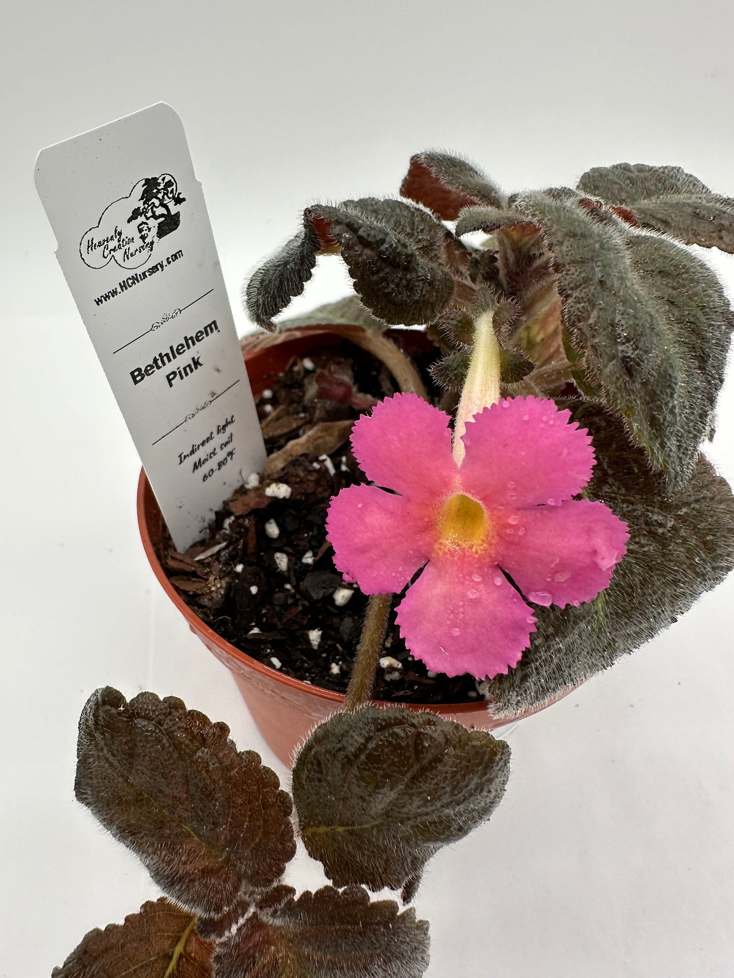 Bethlehem Pink - Live Episcia 4"