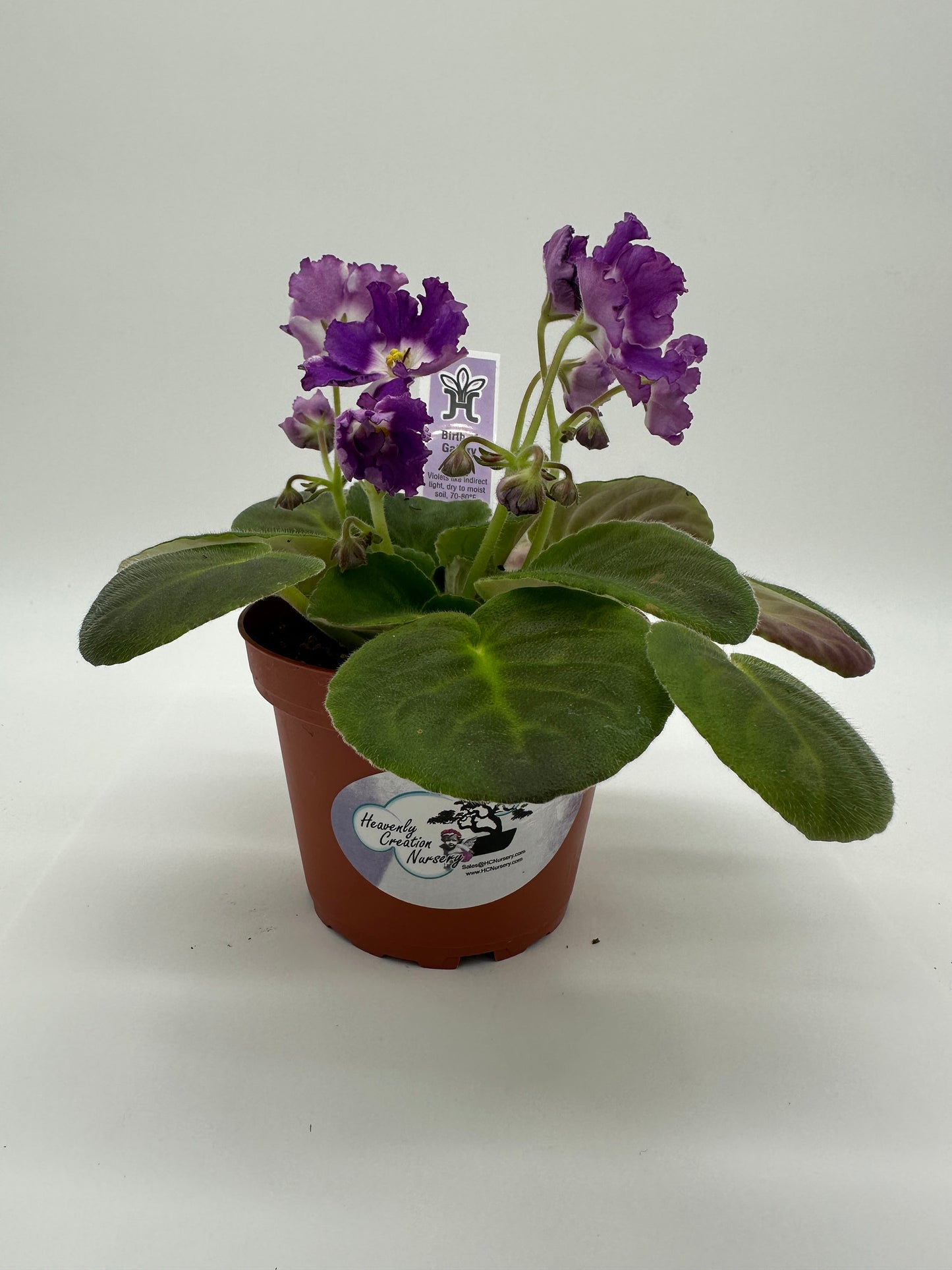 Birth of Galaxy - Live African Violet 4"